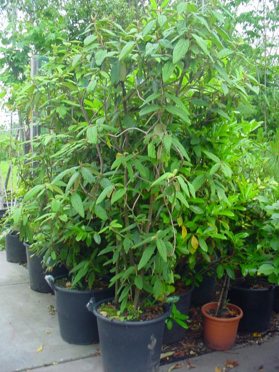 Viburnum rhitydophyllum 175-200