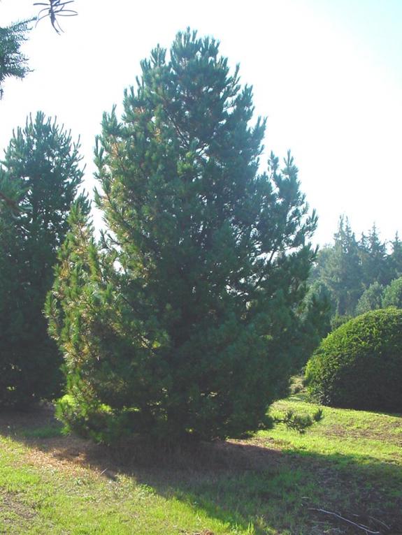 Pinus cembra solitair