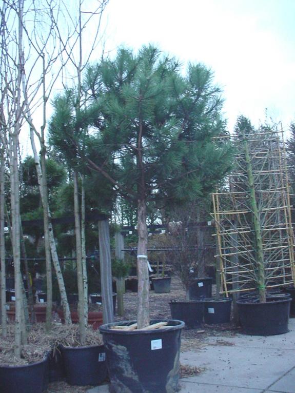 Pinus nigra nigra hoogstam 25-30