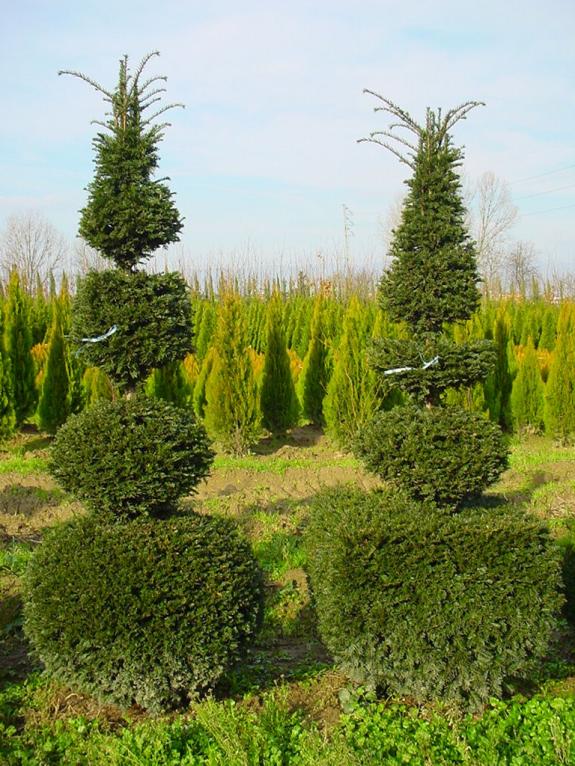 Taxus baccata topiary