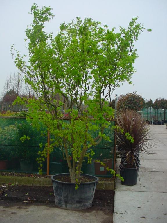 Acer palmatum 300-400 solitair