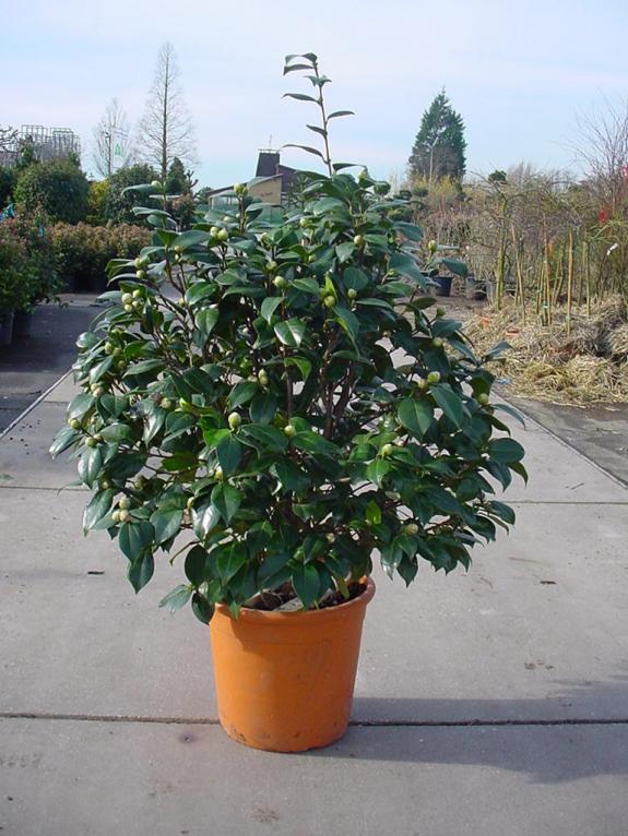 Camellia japonica 80-100