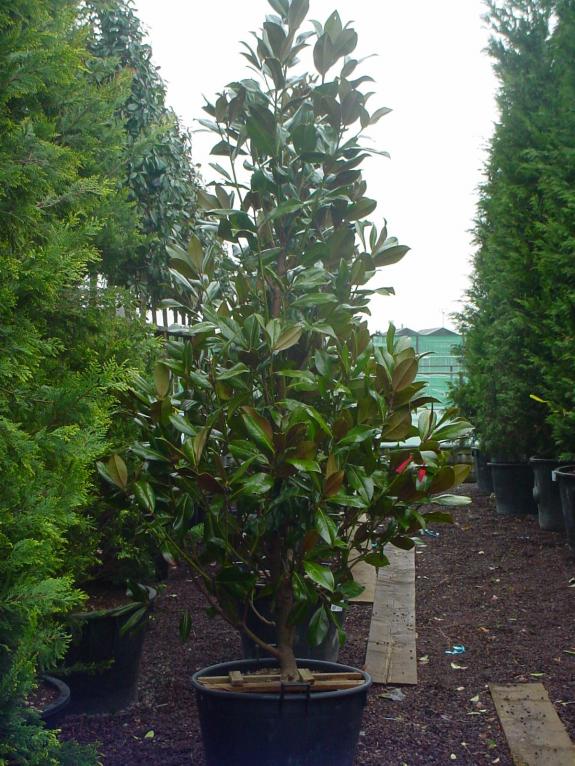 Magnolia grandiflora Gallisoniere 250-300