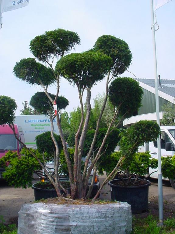 Taxus baccata bonsai 250-300 solitair