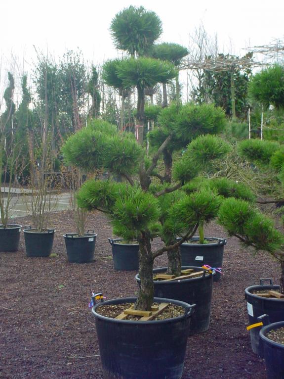 Pinus nigra nigra bonsai 175-200