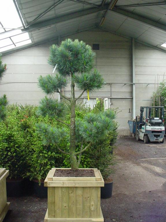 Pinus cembra Glauca bonsai