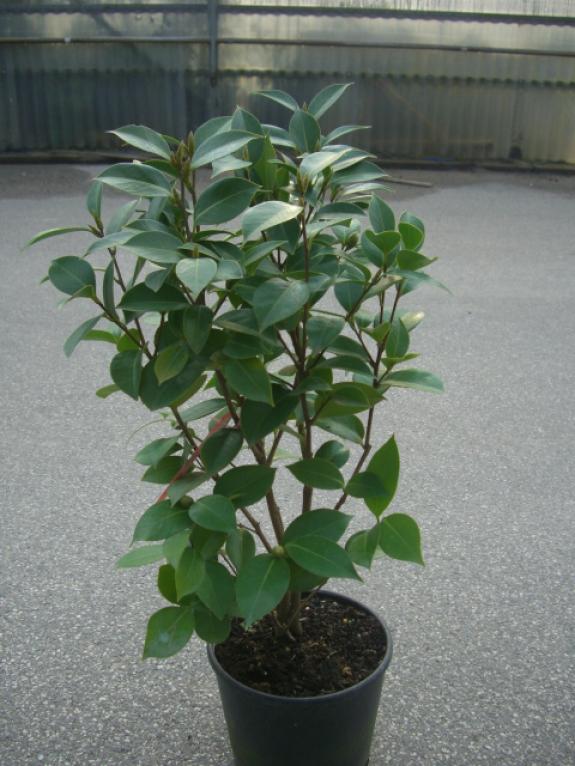 Camellia japonica c5