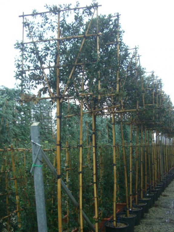 Quercus ilex 8-10HO Leivorm