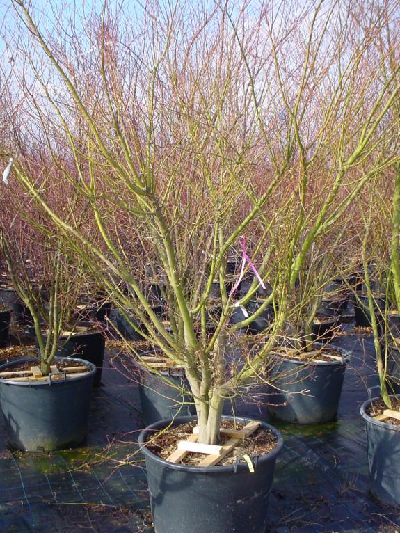 Acer palmatum Atropurpureum 225-250