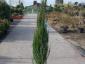 Juniperus s. Skyrocket 125-150