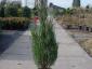 Juniperus s. Skyrocket 150-175