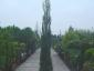 Juniperus s. Skyrocket 200-300