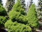 Picea abies Conica