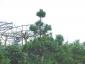 Pinus nigra nigra pyramide